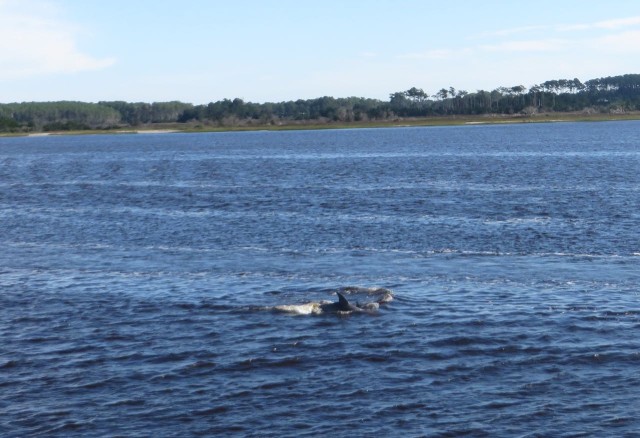 Dolphins! It still surprises us to see dolphins in inland waterways. And it never bores us. 