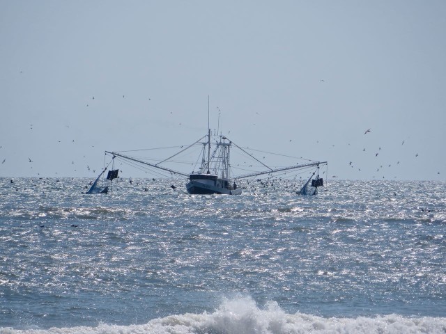 Dragger with his nets out, and fish following. The original "trawler."