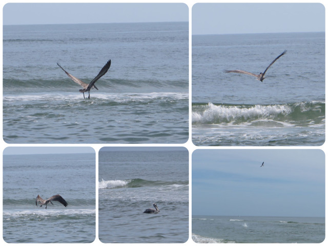 Pelicans are such cool birds. Fascinating to watch them soar and dive straight into he water for a catch. What a wing span!