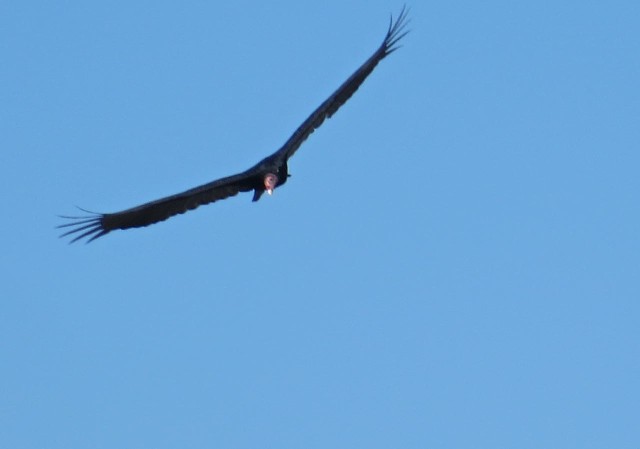 Best photo that I was able to get. Is it a hawk or an eagle? 