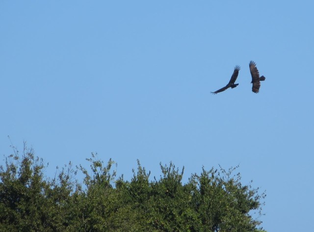 These two large birds were soaring overhead. I tried hard to catch a photo of them!