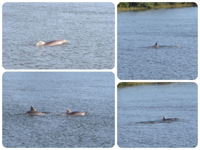 A few dolphin photos. This was all in one place - they're all around us!