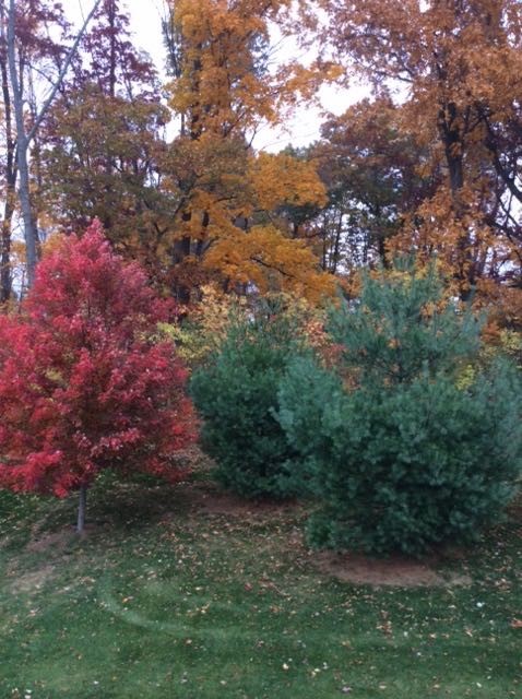 There was still some color left in the trees behind our house. 