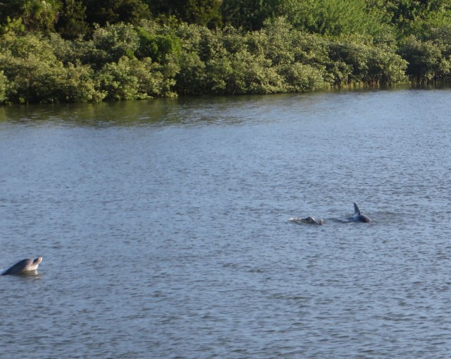 dolphins face