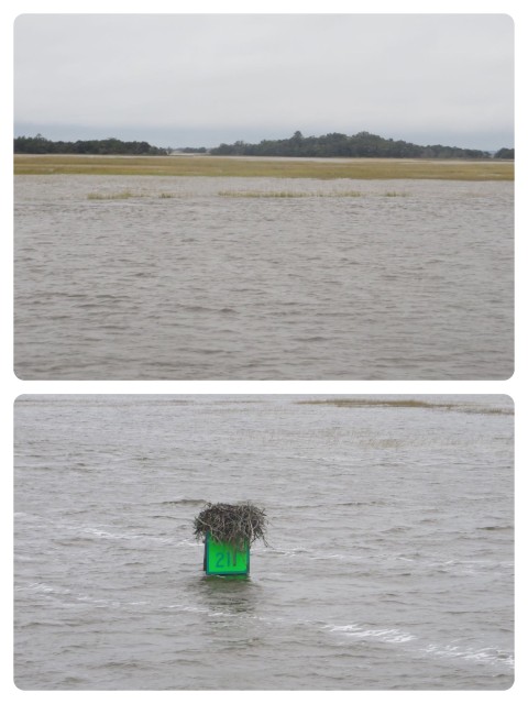 The waters were very high, from the high tide made higher by the full moon and the recent flooding in South Carolina. The edge of the ICW was difficult to determine - see how the marsh grasses barely show above the water line? And this green marker was almost under water. 