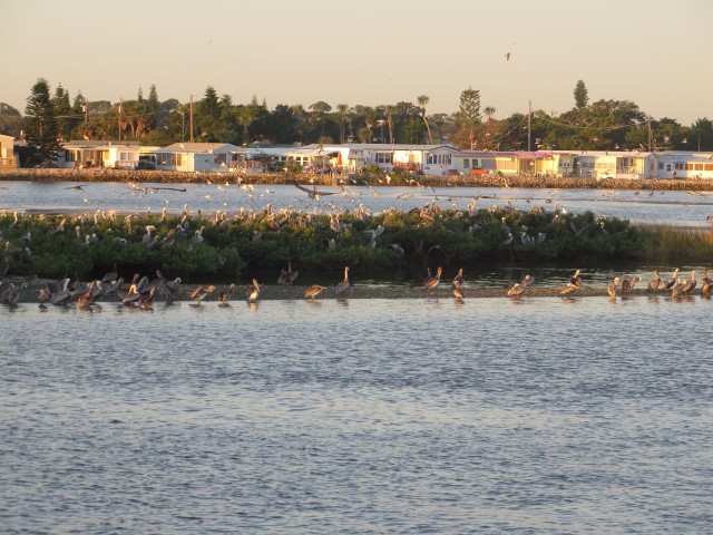 This little spit of land extended some distance and was covered in pelicans.