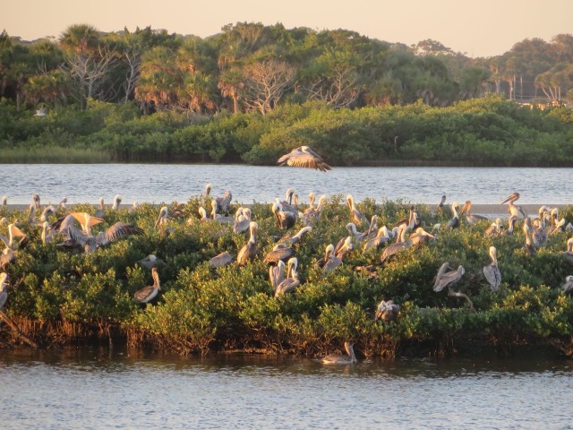 A closer look at the pelicans on that spit of land.