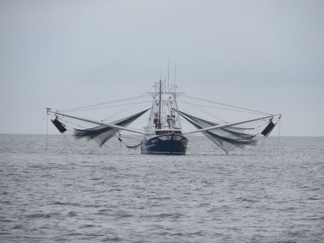 A shrimper coming in the Port Royal inlet.