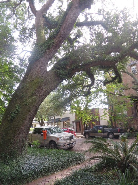 This oak is leaning over across the street to almost touch the other side. Sure hope it never falls over!