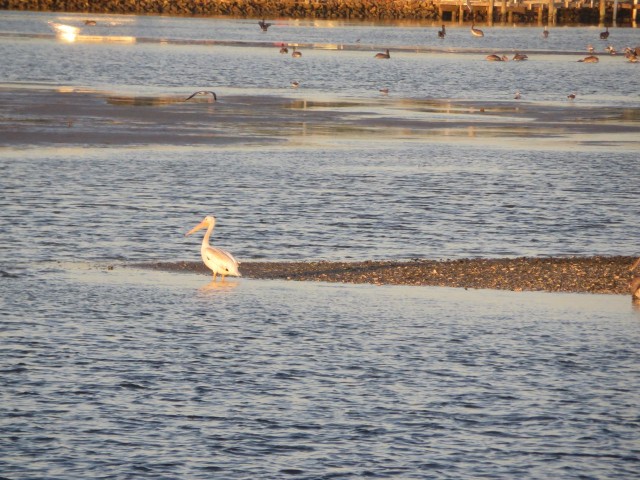 At the every end of this same spit of land, was one lonely white pelican. WE couldn't help but wonder if he was being ostracized or chose to have some alone time.