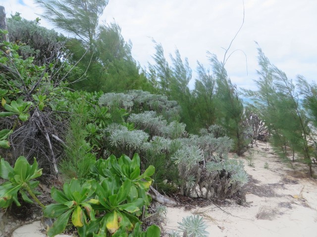 The greenery up above the high water mark was varied and lush. 