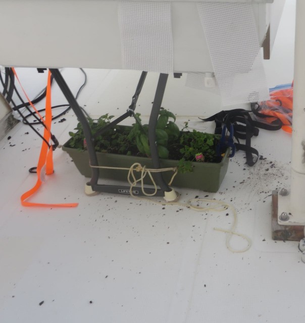 My herb plants were tied down under the solar panels on the flybridge.