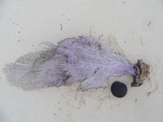 Al had the best day of beach combing - look what he found at the high water mark!! A purple fan and a sea bean!!! Our first one ever. 