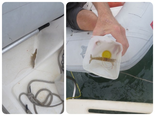 Al found a surprise visitor in our dinghy one morning - a shrimp! He had barely survived the night by laying in a puddle of water. Wonder what made him jump high enough to land in our dinghy????