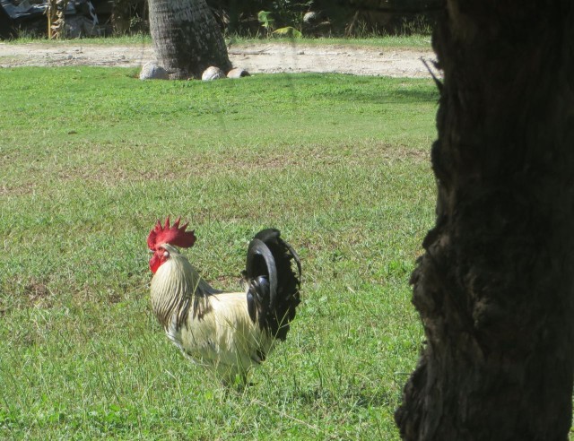 One of the sounds I love about mornings here is the crowing of the roosters. I really like it. On our ride back to the harbor, I spotted this rooster on a lawn. He is really quite handsome. For a rooster.