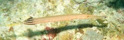 Long skinny pencil fish