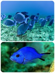 Blue tangs Blue hamlets