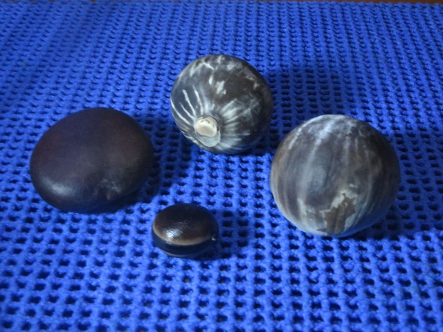 Al has found a variety of "drift seeds", mostly known as sea beans. The heart shaped one on the left was found on Green Turtle Cay when we first arrived. This week he found the spherical shaped ones on church beach. They are considered to be "drift seeds', but not necessarily sea beans. These are called sea coconuts or golf balls. The little lone in the foreground is a "hamburger sea bean." A lovely little specimen. Eventually AL will polish them all so they acquire a nice sheen.