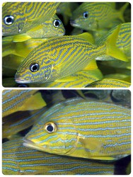 French grunts Blue stripe grunts I cannot tell the difference!