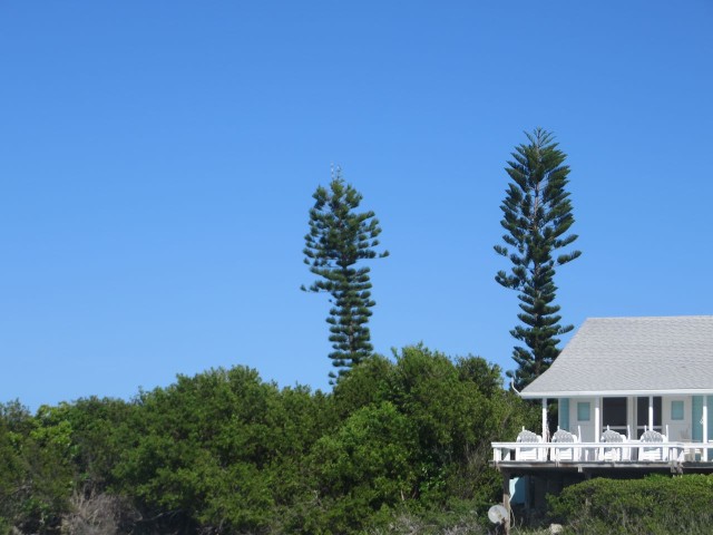 Funny evergreens. When I first saw these in the islands, I didn't think they were real. They almost look like camouflaged cellular towers. 