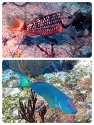 Stoplight parrotfish, immature and mature