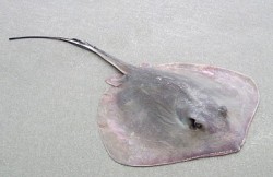 Southern stingray, not covered with sand