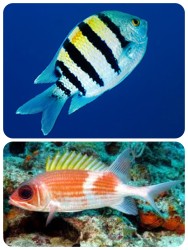 Sergeant major Squirrelfish