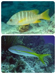 Schoolmaster snapper Yellowtail snapper
