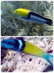 Yellowed wrasse Bluehead wrasse
