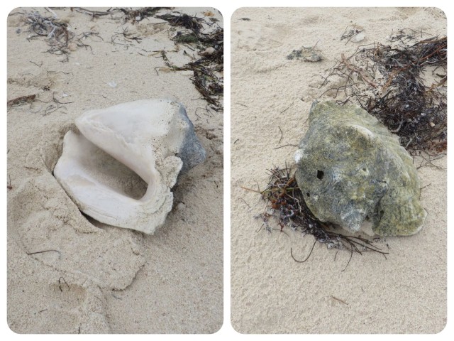 Two old conch shells washed ashore. They have been around for awhile.