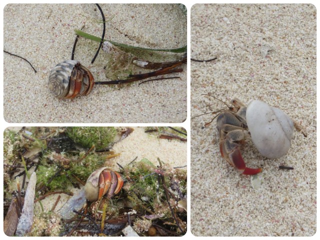 Three little hermit crabs