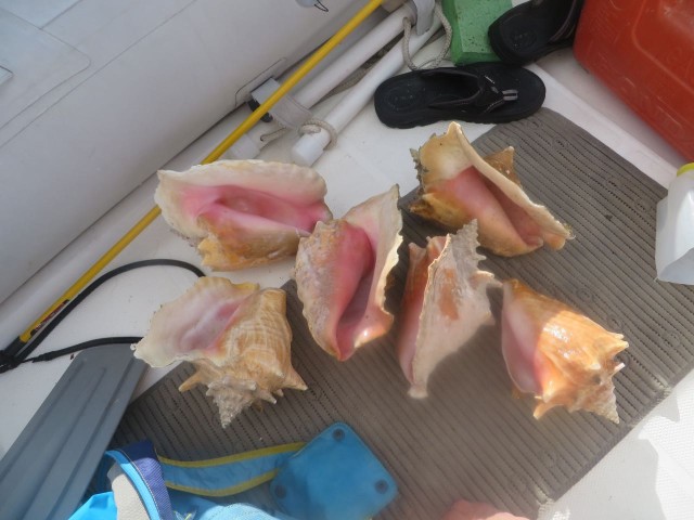 Six more conch shells in our dinghy.