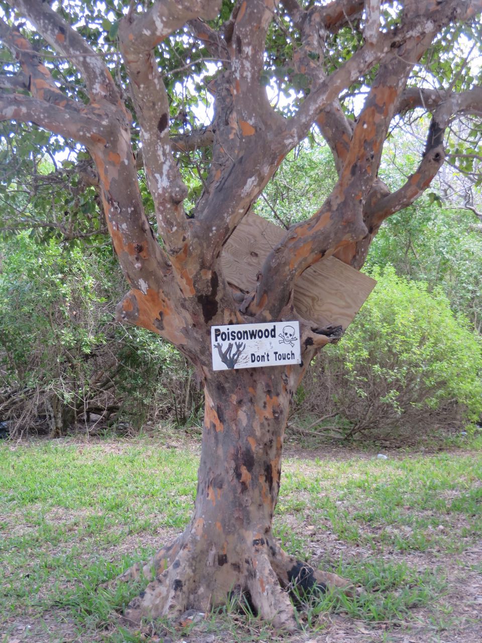 The Infamous Nippers on Great Guana Cay Kindred Spirit