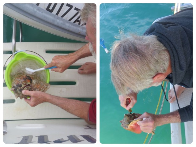 After acquiring the shells, they require cleaning which starts with a bath in bleach water complete with vigorous scrubbing. Tow of them had some conch bits left inside. Al had to pry and pick them out so they didn't stink up the boat. He's really pretty indulgent about my obsessions. ;-)