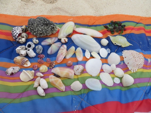 Not a great day of beach combing, but not awful either. Gathered some nice sunrise tellurian shells (the pink and yellow stripings.)