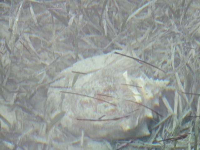 The water was so clear and shallow that we spotted this living conch beneath us. 