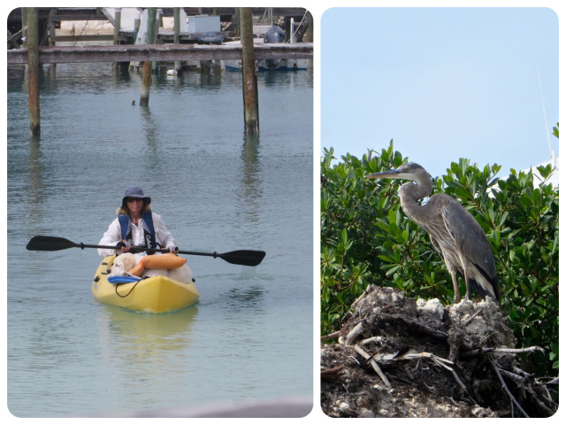 Other interesting sightings of domestic and wild life here at Little Harbour. Notice that the dog in the kayak is wearing a people life vest. Blue heron?