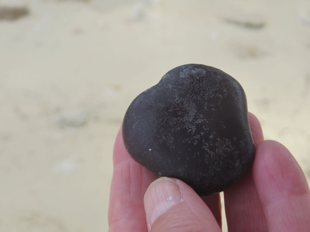 Al walked down along the water's edge and found another sea bean. This one is a heart-shaped sea heart.