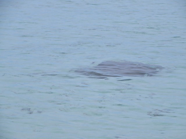 I was off wading in the water on the opposite side of the beach when I spied a dark shape swimming near. As luck would have it, I did not have my camera in hand. Dashed back to the beach blanket to grab the camera and back out to the ray. He was farther away and the photo isn't very clear. Have to take my word for it - it was a big sting ray.