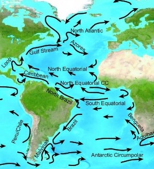 Looking at this graphic of the ocean currents impresses one with just how far the seeds and beans drift.