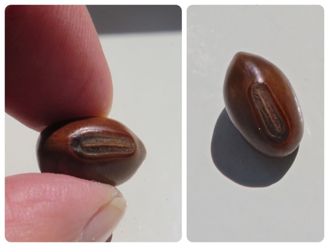 We found one brown nickernut. I'm surprised I even noticed it in the wrack.