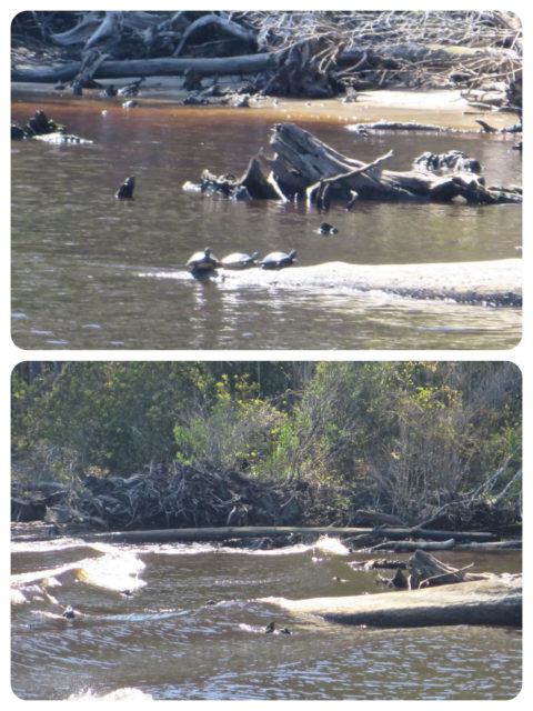 Three little turtles sitting on a log. Oops! Our wake washes them right off. SO sorry, but there wasn't much we could do? Perhaps they think of it as a water park ride? 