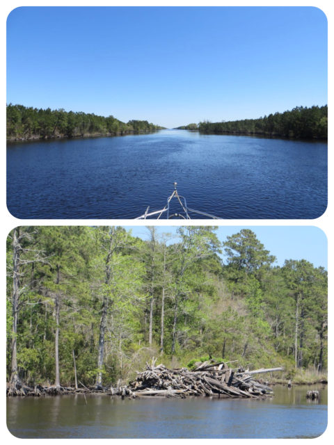 The Alligator River-Pungo River Canal is a long 25 miles stretch of straight water. It has some limited charm, but gets boring fairly quickly. You can see where fallen dead trees are pulled off to the side and piled up. Driftwood, anyone??