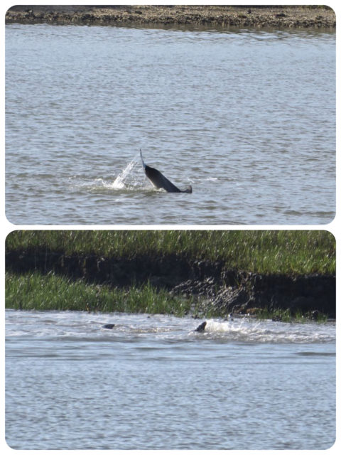 We were still spotting dolphins all through the ICW. I have always thought of them as ocean creatures, but obviously I was wrong about that.