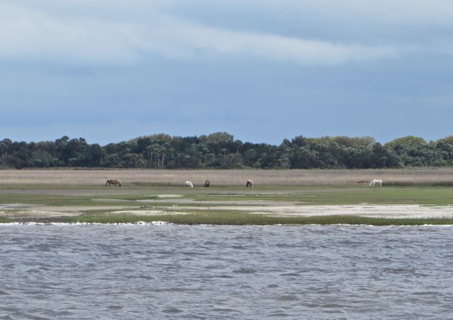 Our first sight of Cumberland Island's wild horses.