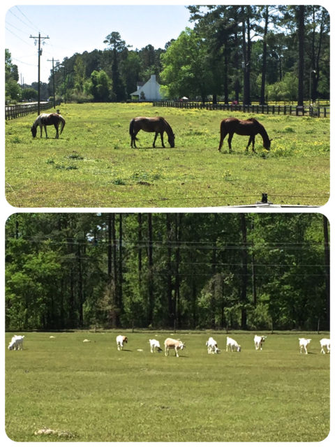 My walk took me past horses grazing and a field of goats. Each winter these goats are kept at Osprey, and in the spring they are gathered and brought back to Murrells Inlet, to Goat Island.