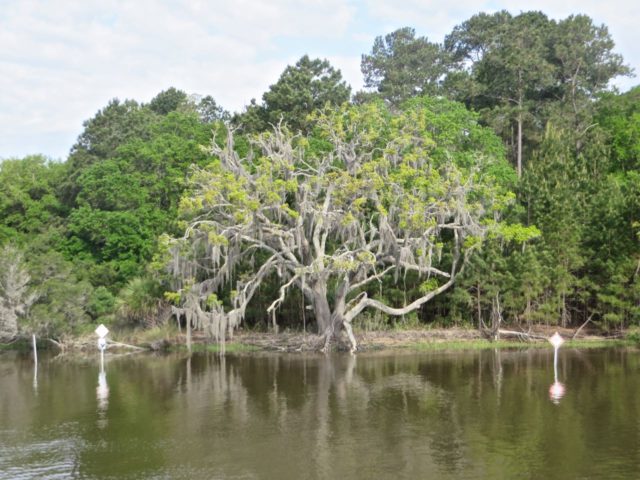 We are still seeing Spanish moss hanging in the branches. 