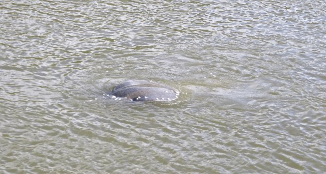 A manatee – best sighting of the day! And the first time we have seen a manatee.