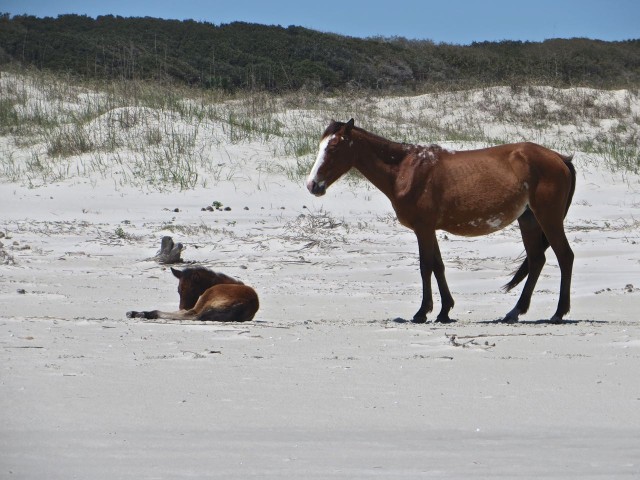 A mare and her foal. We had some concerns that the foal was not well. 