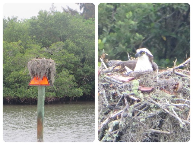 Ospreys love to build nests on the ICW markers, but this one nearly covers the entire triangle. Can’t see his “house number.”